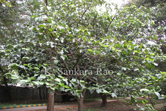 Artocarpus hypargyreus